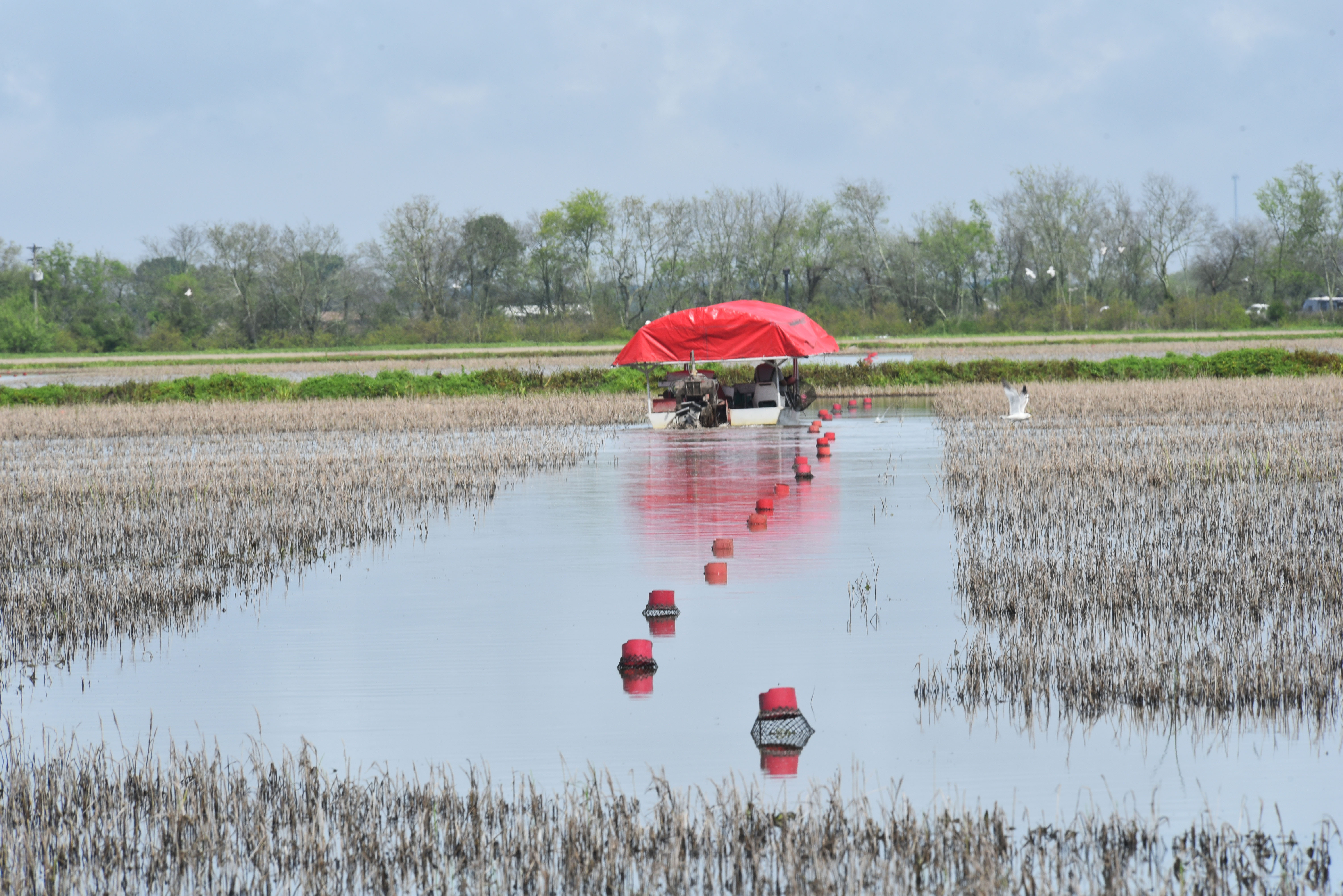 LSU AgCenter, Louisiana Farm Bureau surveying crawfish producers 